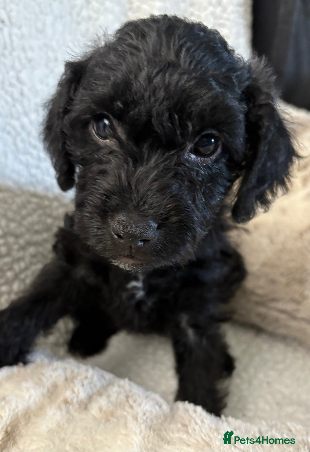 Mixed Breed dogs for sale: Patterdale cross - Image 15