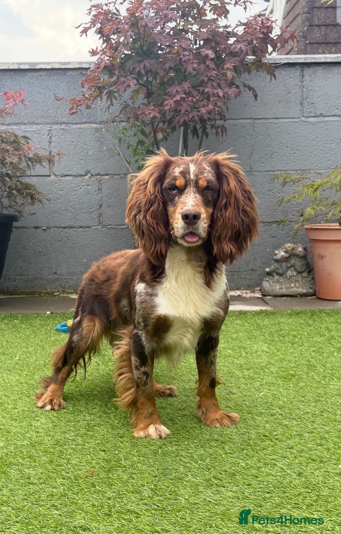 Cocker Spaniel dogs Working Merle Cocker Spaniel For Stud - Advert 1