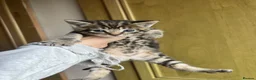 Mixed Breed cats for sale: 5 kittens looking for homes in Thirsk - Advert 9