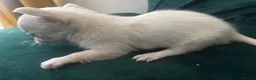 Chihuahua dogs for sale: Chihuahua puppies looking for loving homes - Advert 7