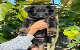 German Shepherd dogs for sale: Quality Kc Reg German shepherds - Image 7