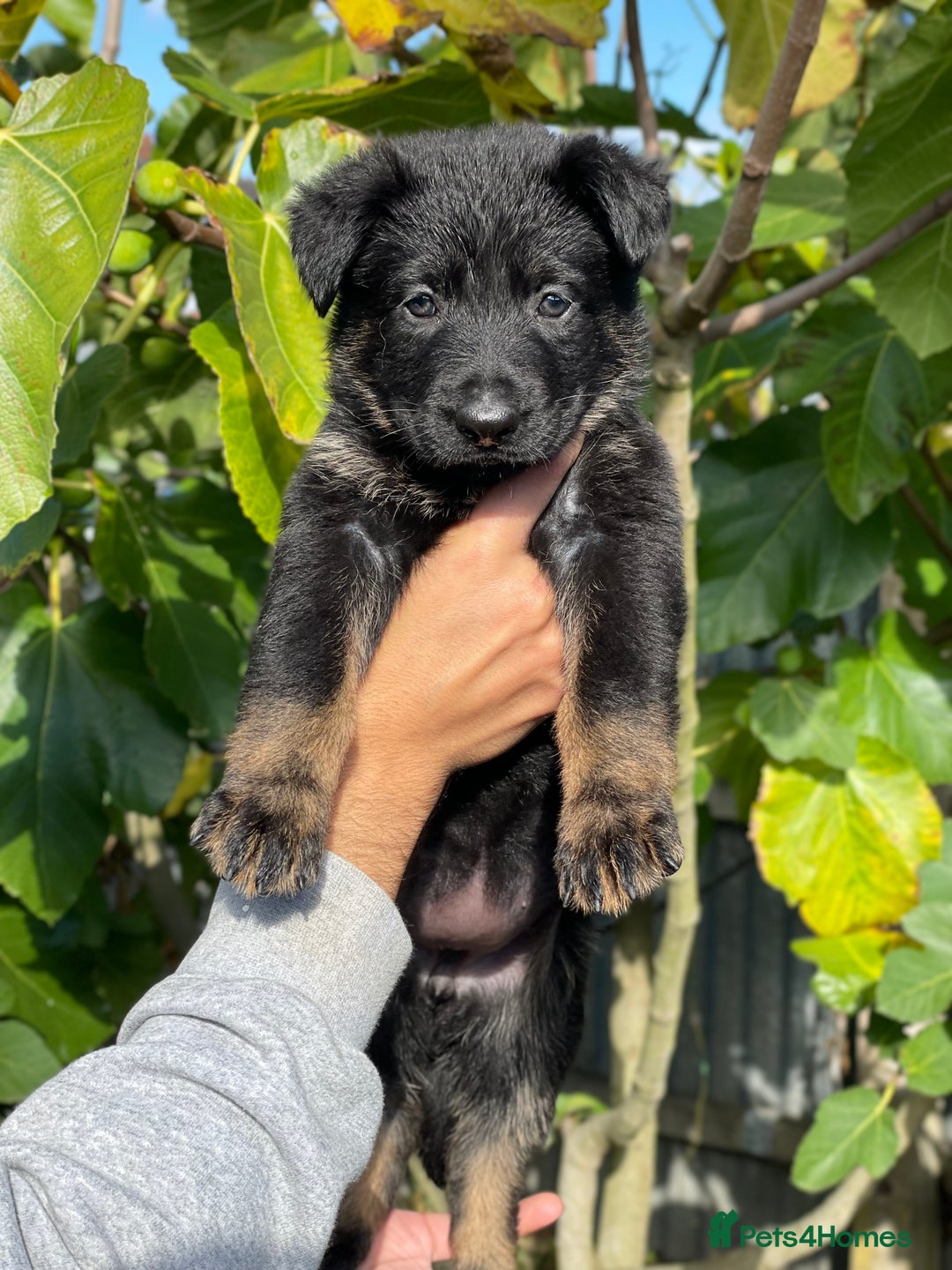 German Shepherd dogs for sale: Quality Kc Reg German shepherds - Image 7