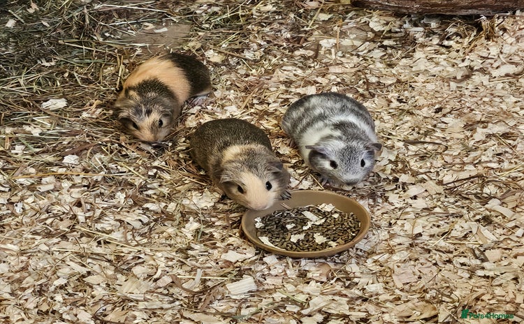 Guinea Pig rodents - Advert 2