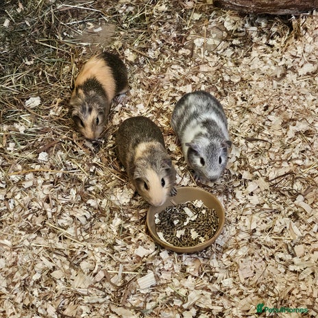 Guinea Pig rodents - Advert 18
