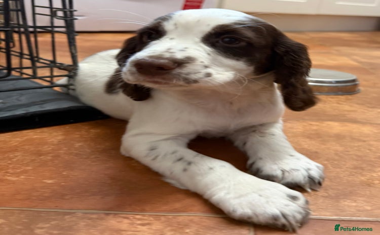 Cocker Spaniel dogs - Advert 1