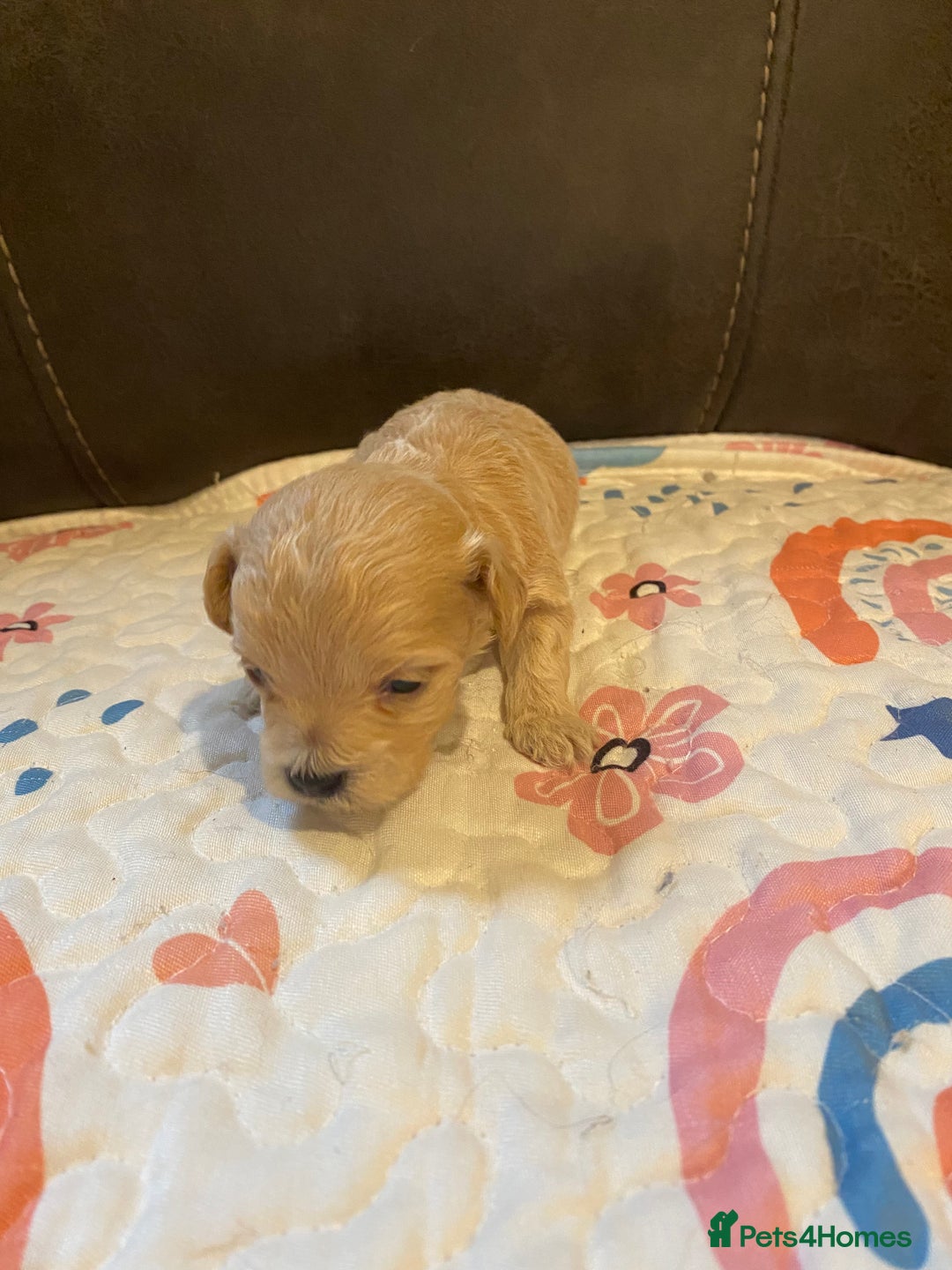 Maltipoo dogs for sale: Adorable Maltipoos Puppies  - Advert 10