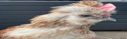 Chickens poultry for sale: 3 beautiful female silkies  - Advert 9