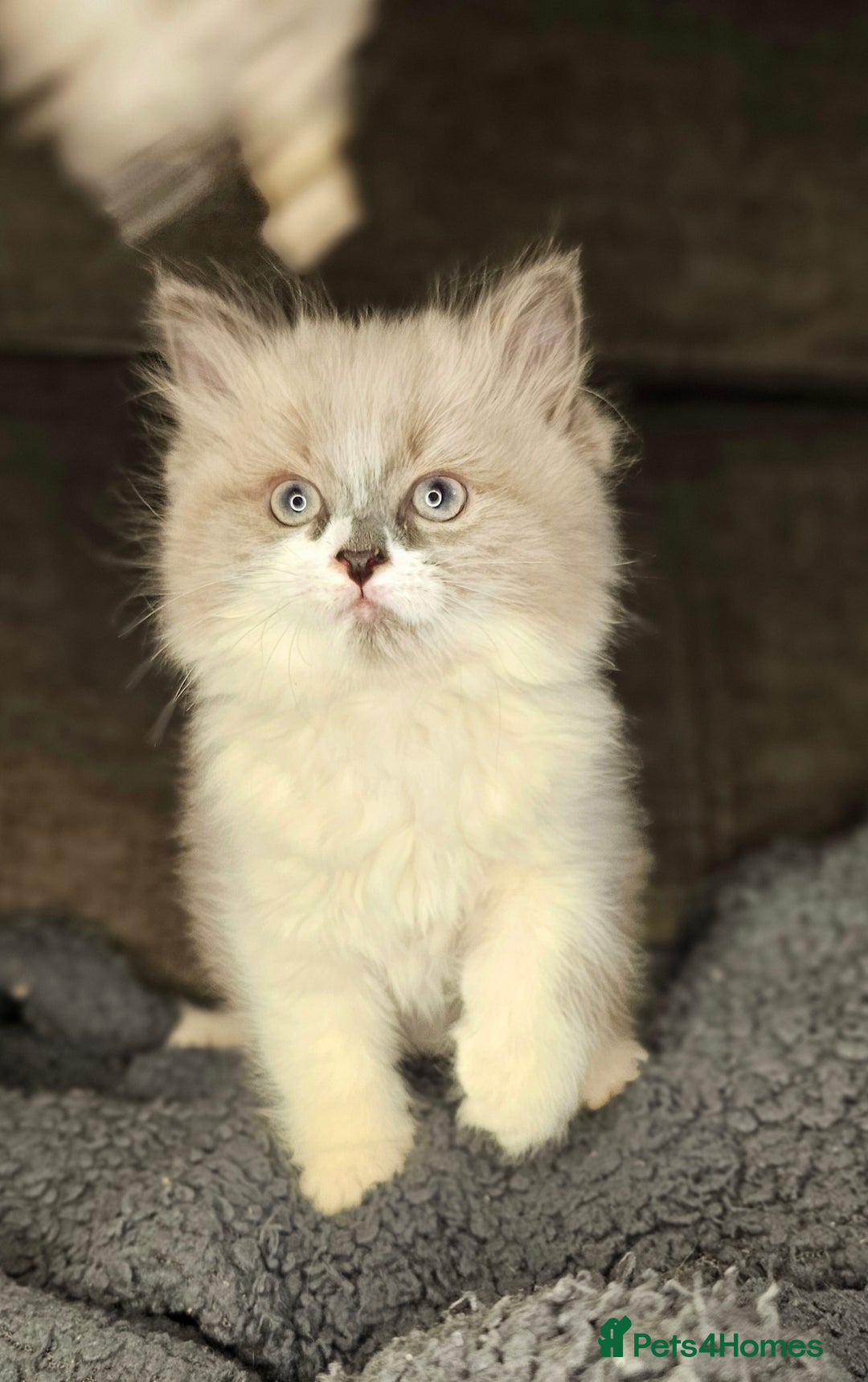 Ragdoll cats for sale: Girl ragdoll  - Advert 1