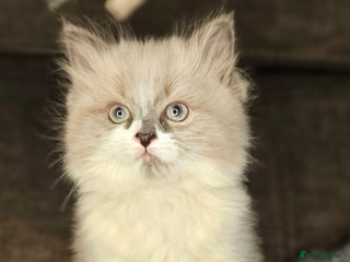 Ragdoll cats Girl ragdoll - Advert 1