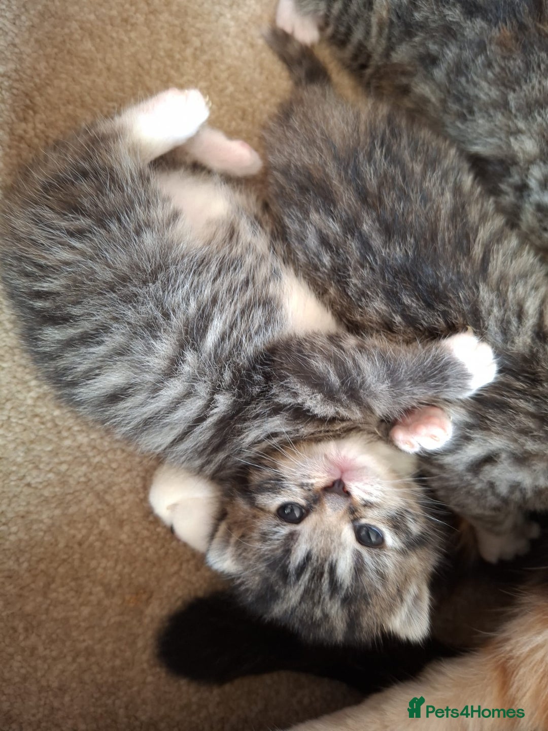 Mixed Breed cats for sale: Three Fluffy Tigers  - Image 20