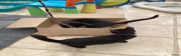 Mixed Breed cats for sale: Feral kittens  in Durham - Advert 13