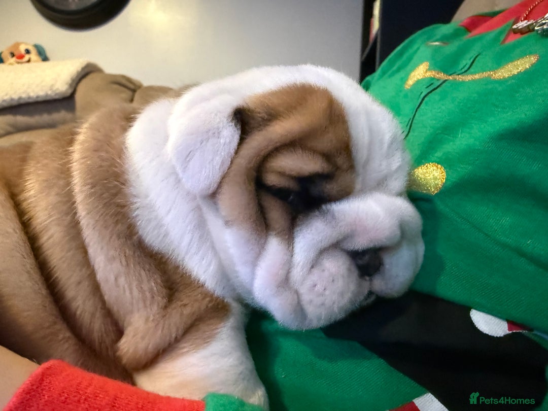 English Bulldog dogs for sale: Exceptional Show-Quality KC English Bulldog Boy - Advert 2