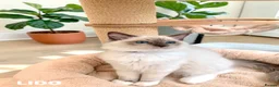 Ragdoll cats for sale: Stunning fluffy blue-point ragdoll female kittens  - Advert 14