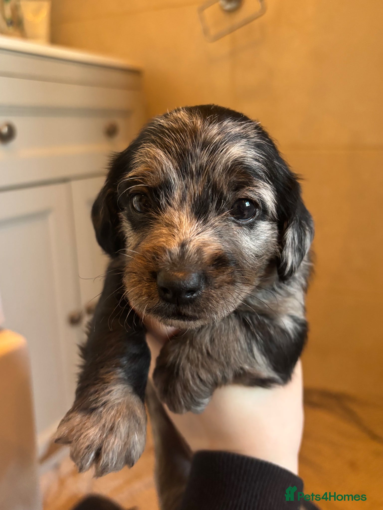 Mixed Breed dogs Dashpoos for sale  - Advert 11