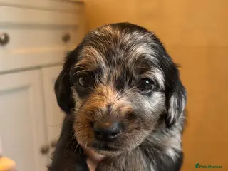 Mixed Breed dogs Dashpoos for sale - Advert 11