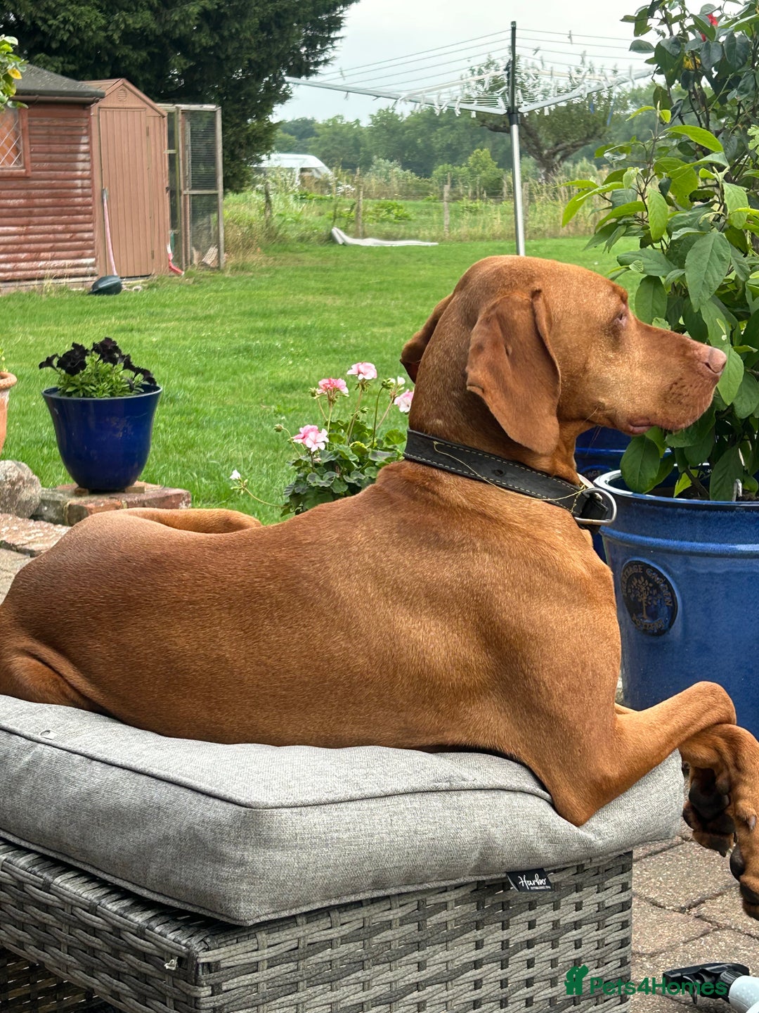 Hungarian Vizsla dogs for sale: Stunning cheeky chap - Advert 3