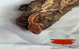Gecko reptiles for sale: Baby crested geckos  - Image 23