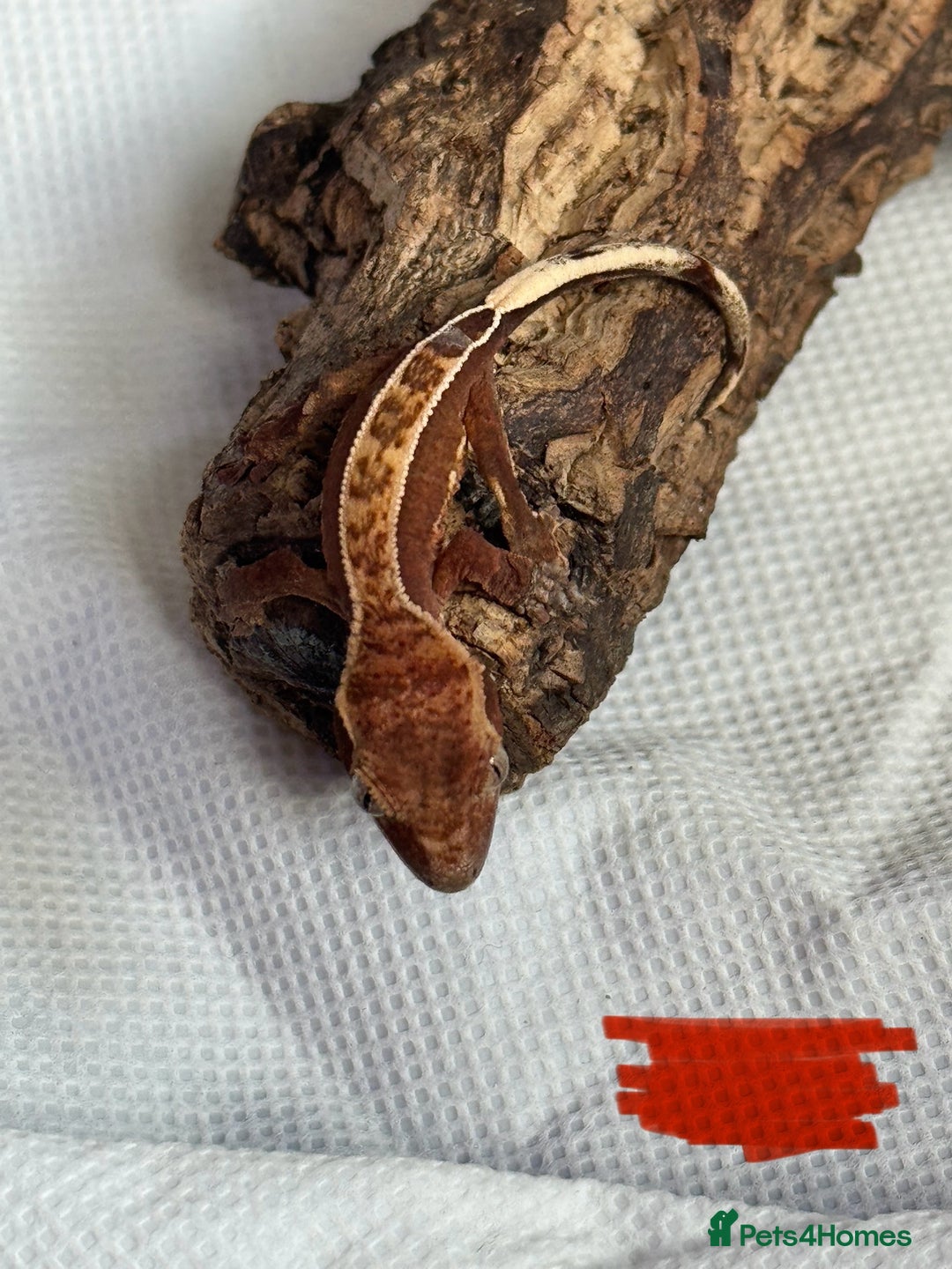 Gecko reptiles for sale: Baby crested geckos  - Image 23