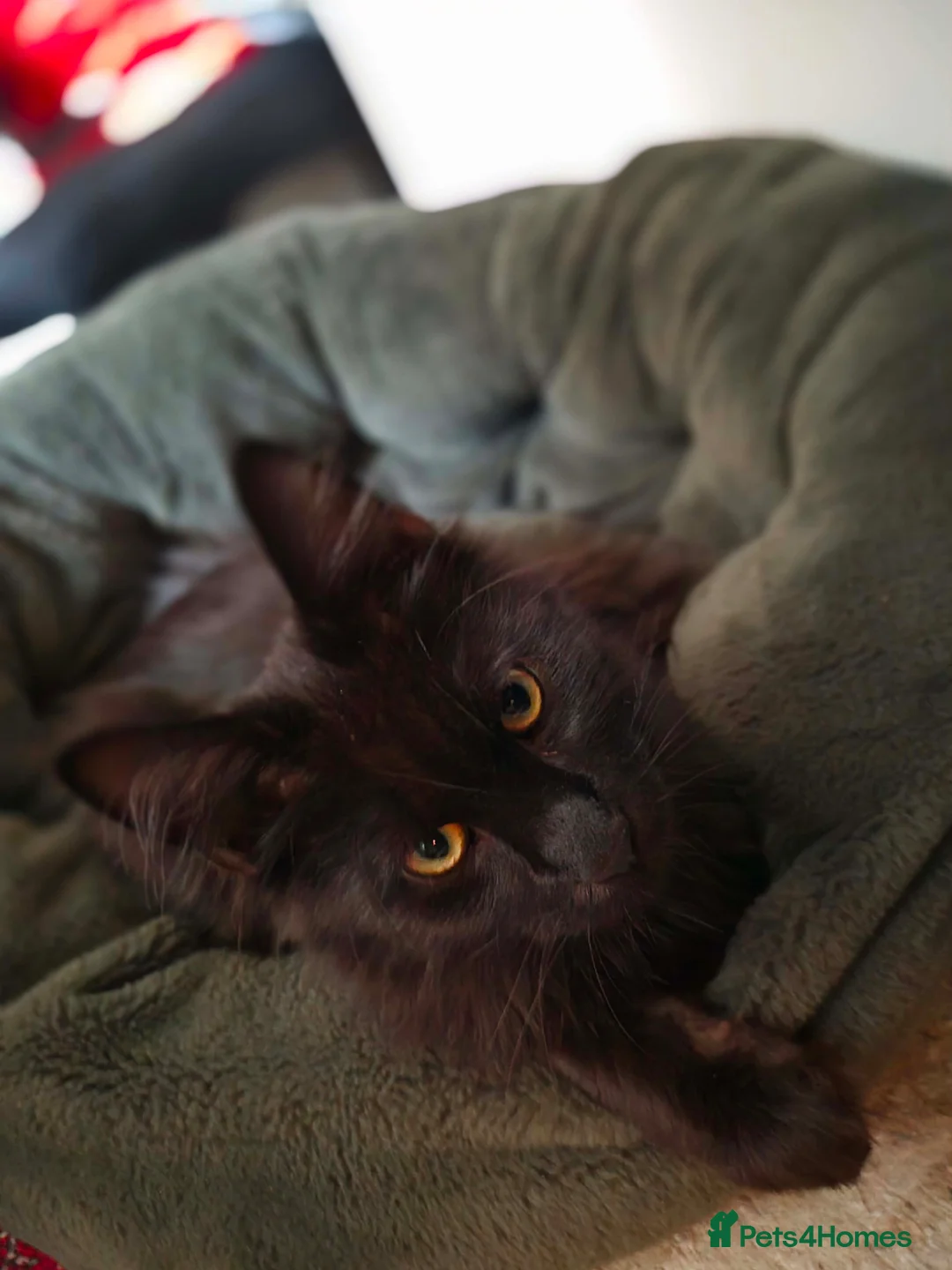 Maine Coon cats for sale: Pedigree maine coon for rehome  in Porth - Advert 2