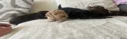 Cockapoo dogs for sale: ✨Beautiful toy cockapoo ✨ in Wrexham - Advert 8