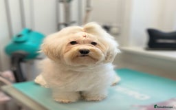 Havanese dogs for sale: Havanese girl  - Image 1