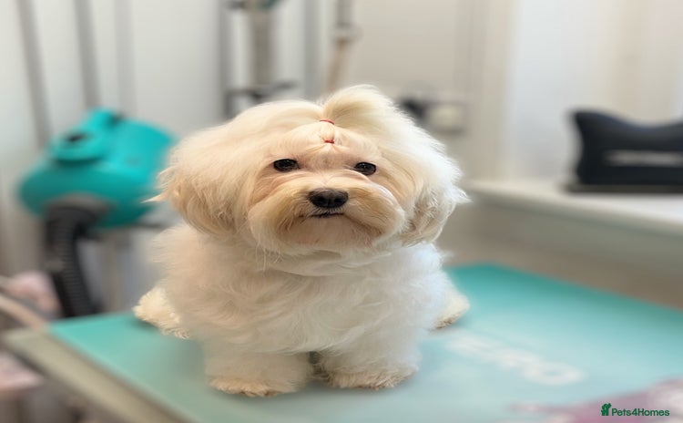 Havanese dogs - Advert 1