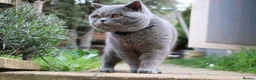 British Shorthair cats for sale: Blue British shorthairs kittens with GCCFpedigree - Advert 15