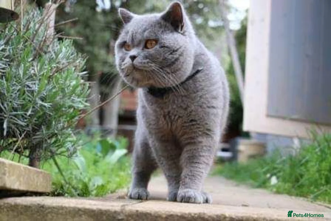 British Shorthair cats for sale: Blue British shorthairs kittens with GCCFpedigree - Advert 15