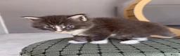 Maine Coon cats for sale: Maine Coon kittens🐈 - Advert 8