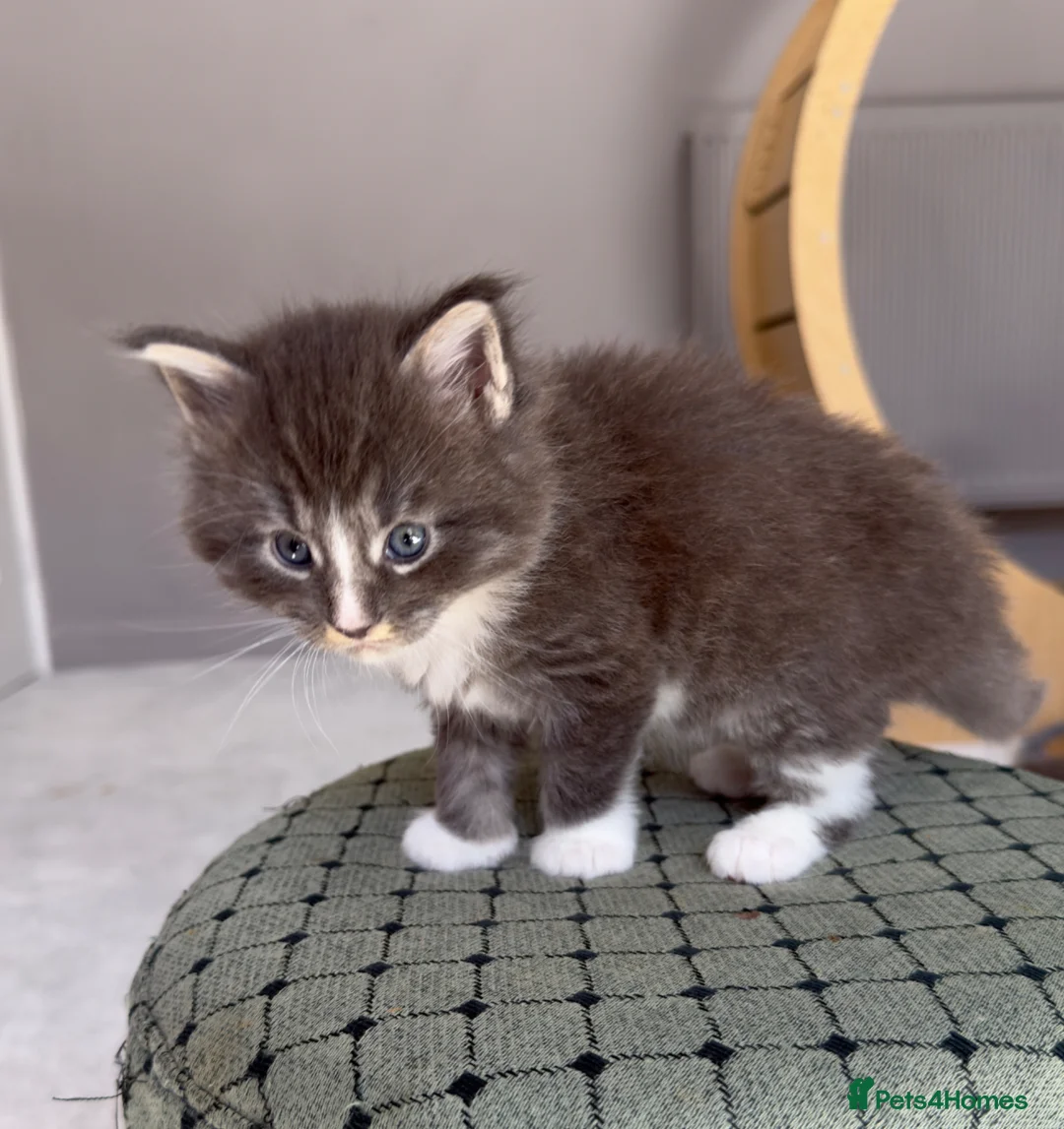 Maine Coon cats for sale: Maine Coon kittens🐈 - Advert 8