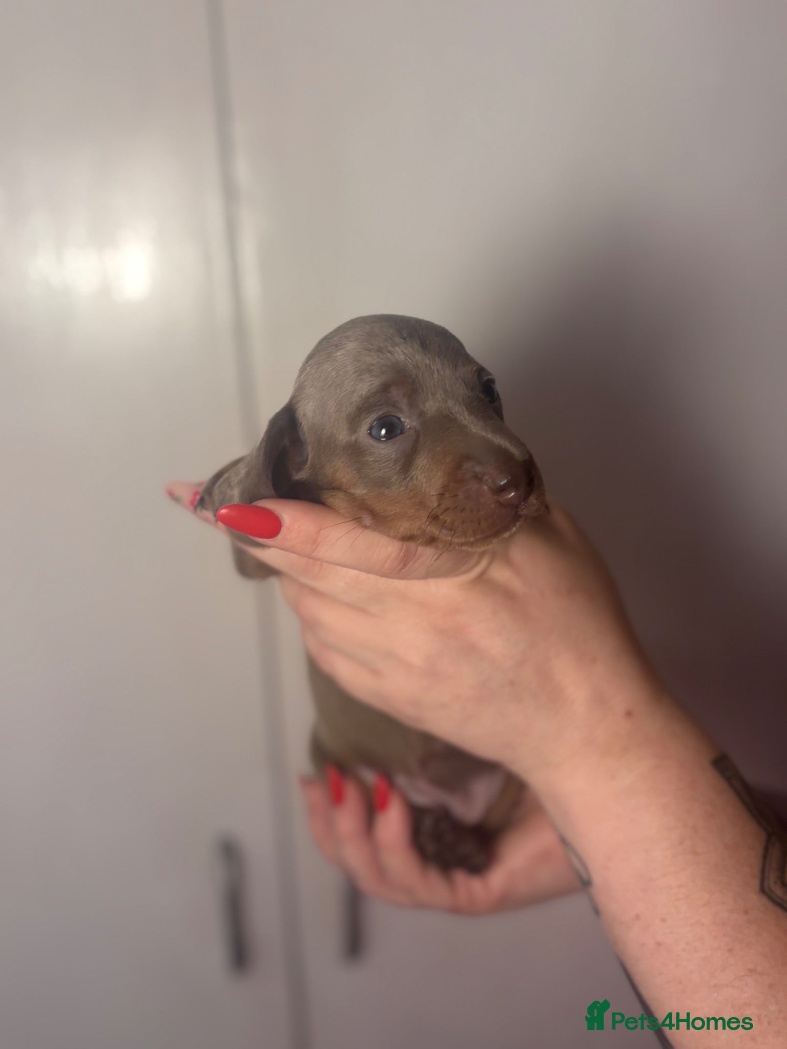 Miniature Dachshund dogs 2 ISABELLA AND TAN GIRLS KC REG - Advert 9