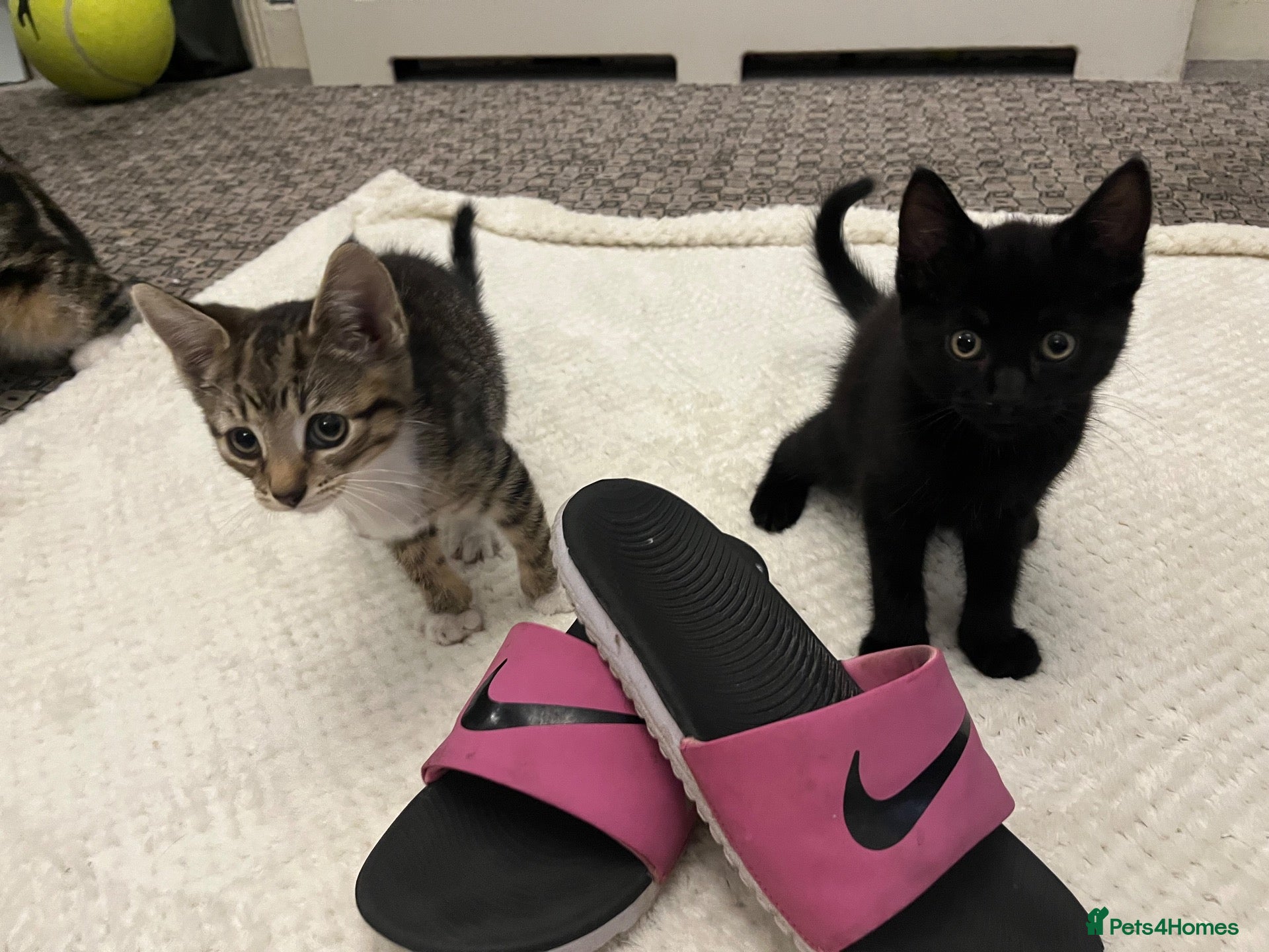 Mixed Breed cats Kitten  - Advert 5