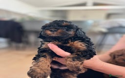Cavapoo dogs for sale: Cavapoo puppy’s  - Image 9