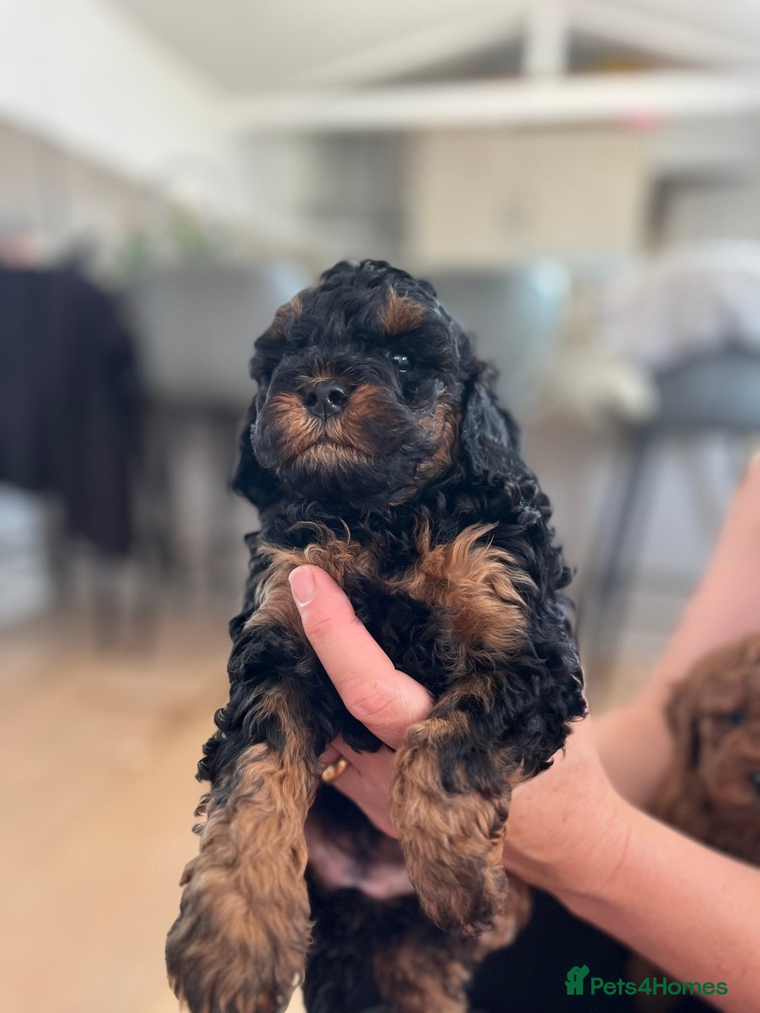 Cavapoo dogs for sale: Cavapoo puppy’s  - Image 9