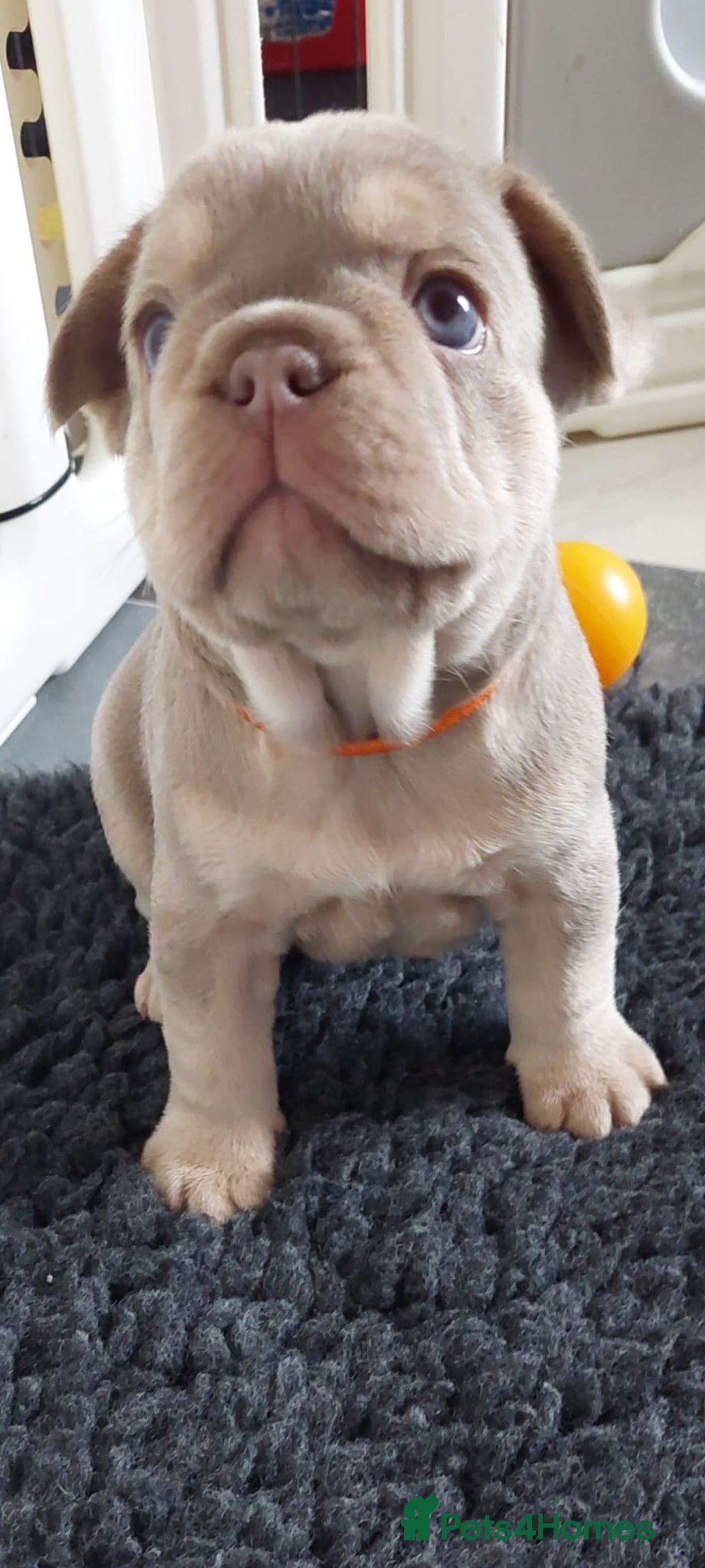 French Bulldog dogs for sale: KC Registered Beautiful French Bulldog Puppies - Advert 2