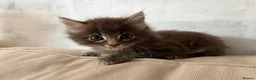 Domestic Shorthair cats for sale: One male kitten  - Advert 11