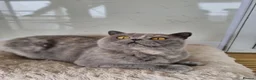 British Shorthair cats for sale: British Shorthair girl.  - Advert 6