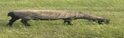 Sheep livestock for sale: Registered Shetland Sheep Ewes in Sheerness - Advert 3
