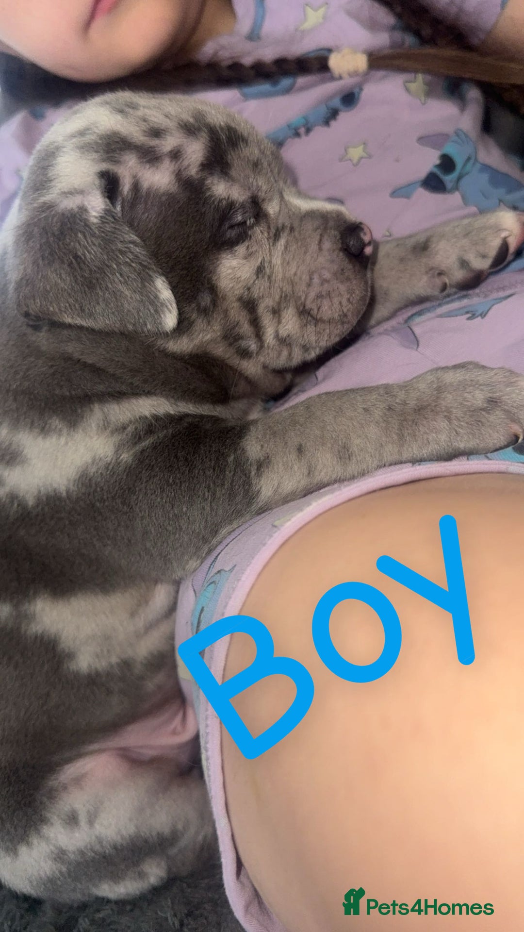Mixed Breed dogs for sale: Pocket bully’s x staff pups  - Image 3