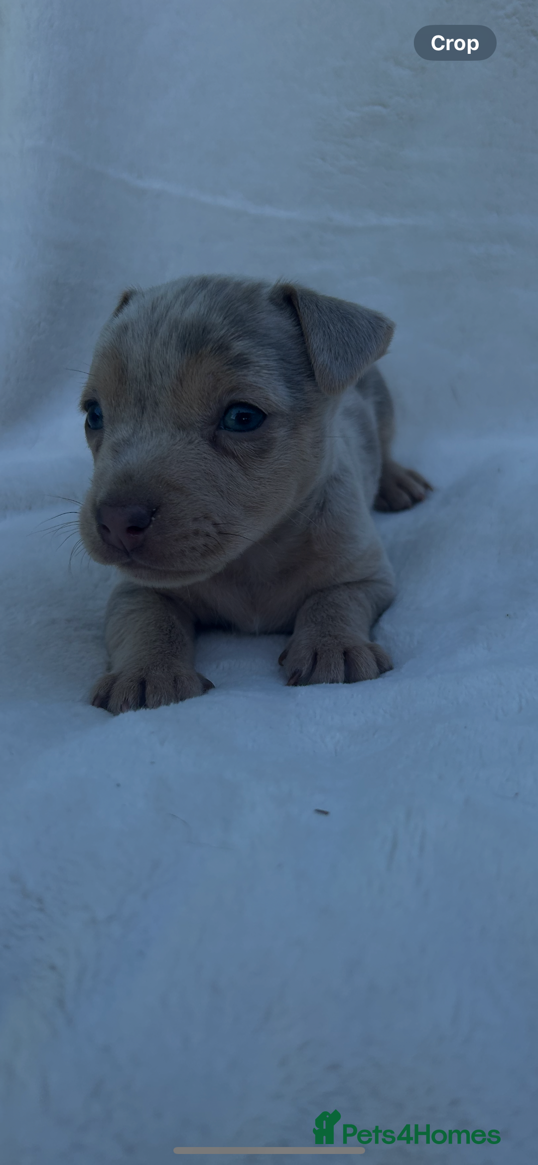 Jack Russell dogs for sale: Stunning Jack Russell Puppies  - Image 2
