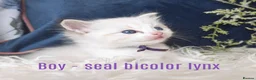 Ragdoll cats for sale: GCCF REGISTERED BEAUTIFUL RAGDOLLS KITTENS  - Advert 16
