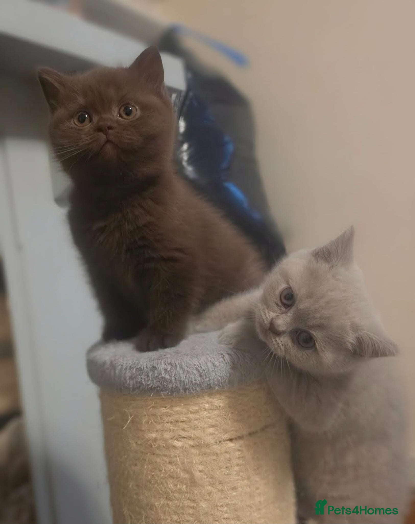 British Shorthair cats Stunning gccf lilac and chocolate females 🐾 - Advert 1