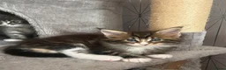 Maine Coon cats for sale: Beautiful Maine Coon Kittens - Advert 4
