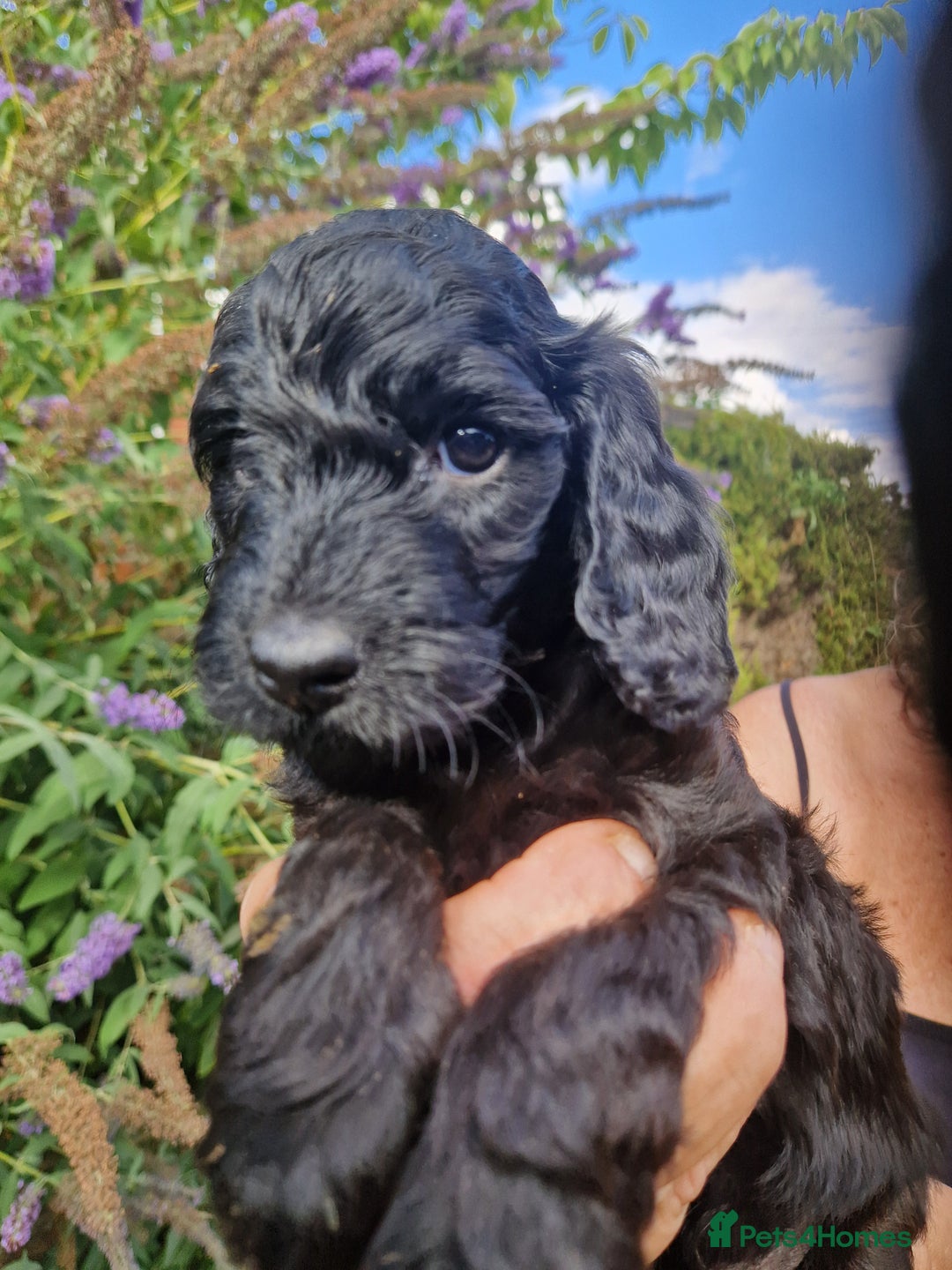 Cockapoo dogs for sale: EXCEPTIONAL HEALTH TESTED SHOW TYPE COCKAPOOS F1B - Image 32