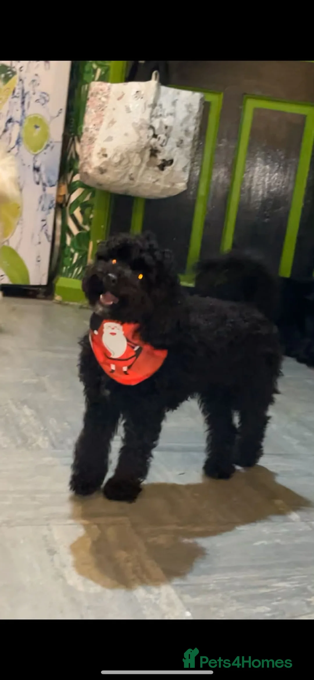 Poochon dogs for sale:  F1B poochons🐼 - Advert 1