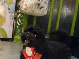 Poochon dogs F1B poochons🐼 in Nottingham - Advert 2