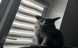 Russian Blue cats for sale: 4 years old Russian blue  - Image 8