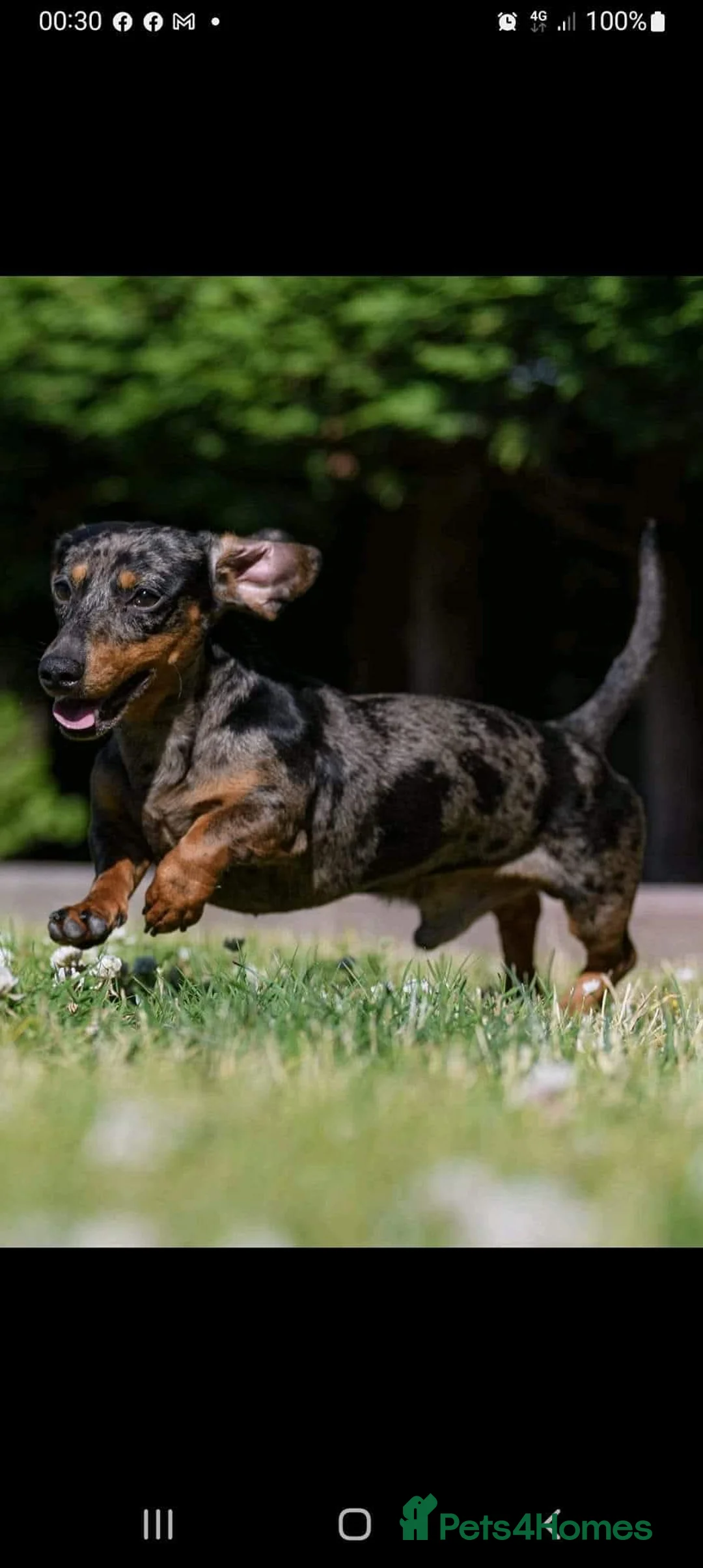 Miniature Dachshund dogs for stud: Leprimas Boycie - Advert 2