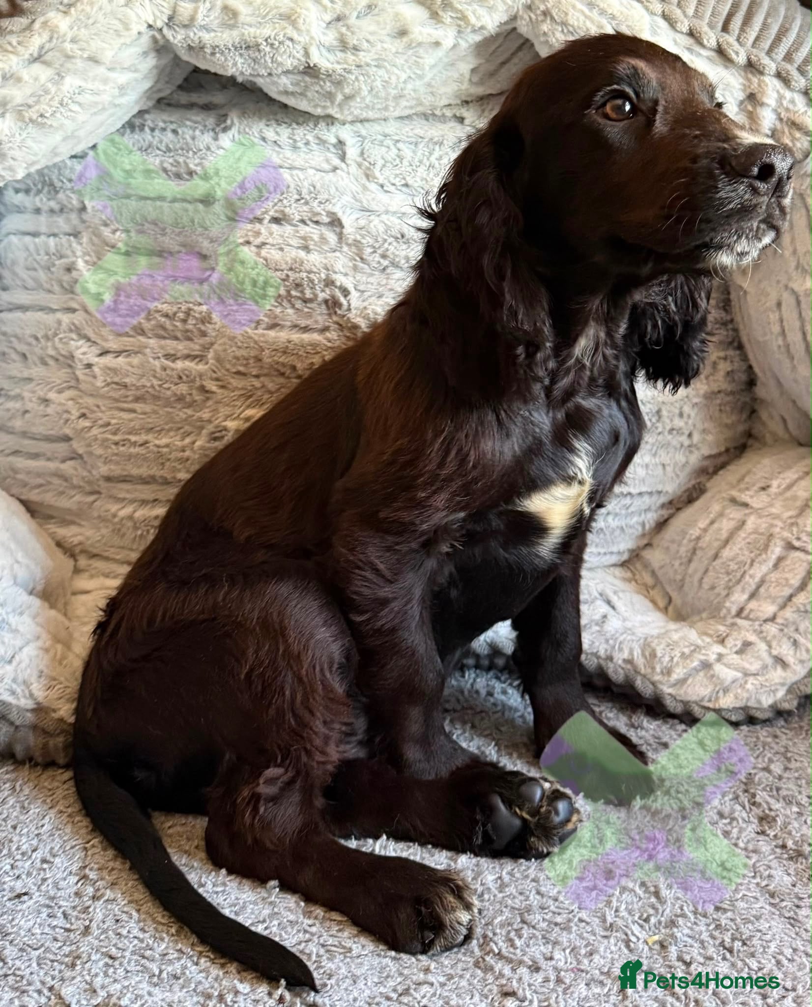 Cocker Spaniel dogs Kc cocker spaniels  17 DNA HEALTH TESTED  - Advert 2