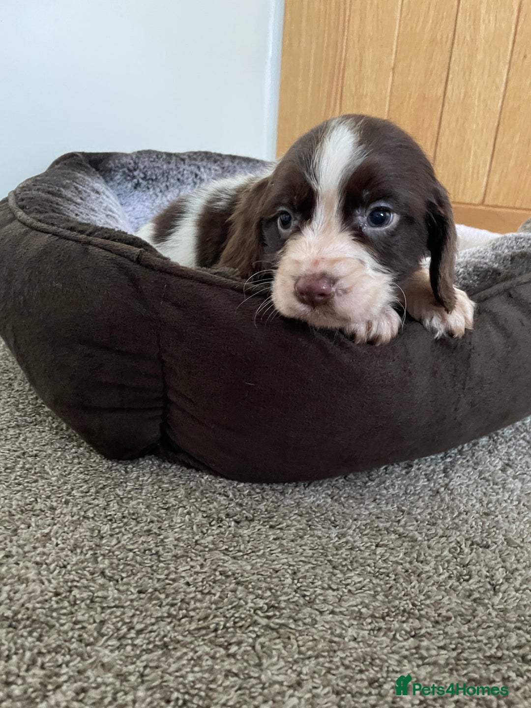 Cocker Spaniel dogs for sale: Cocker spaniel puppies  - Image 7